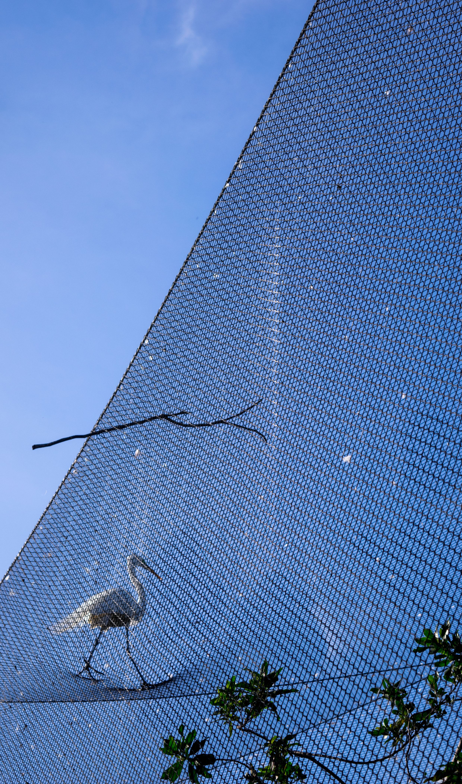 &quot;Trapeze artist&quot; An egret stalks across the nets that surround the captive residents at the Sanctuary. The nets allow the birds to be housed outside and allow them room to fly around their enclosure.